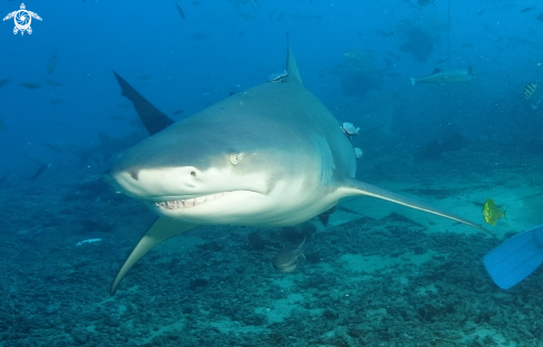 A Carcharhinus leucas