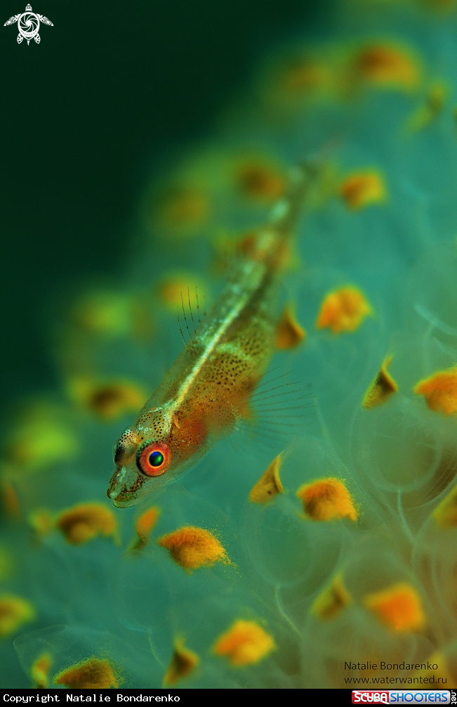 A Goby fish