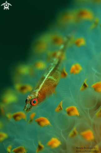 A Goby fish