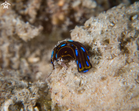 A Spotted swallowtail slug