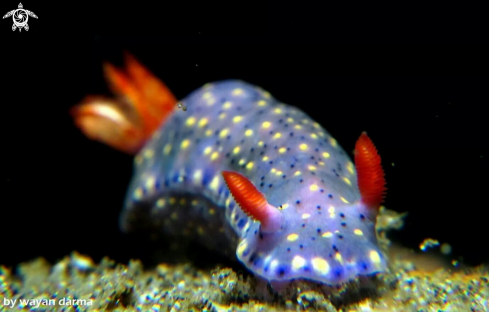 A nudibranch 