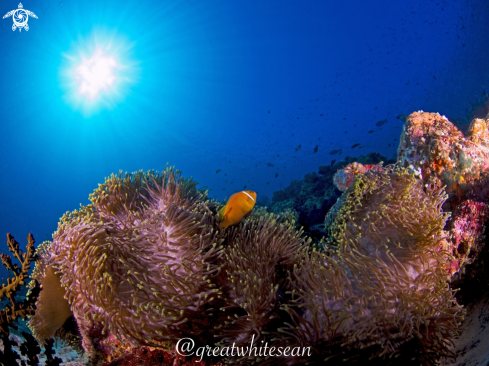 A Amphiprion Nigripes | Maldive Clownfish and Anemone