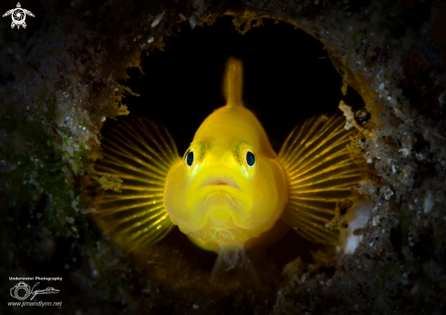 A Yellow Pygmy Goby