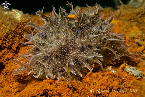 A Bursatella leachi | Nudibranch