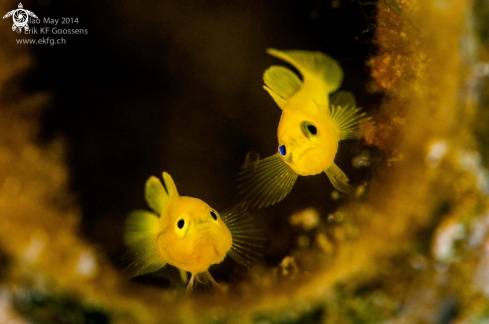 A Yellow pygmy goby 