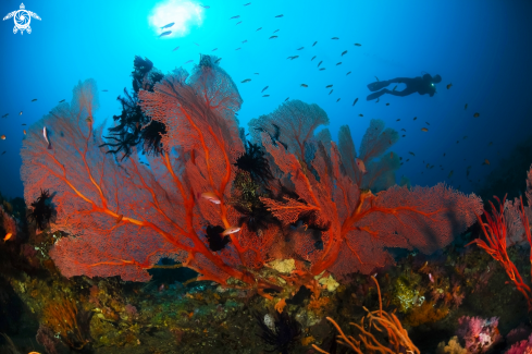 A Coral and diver