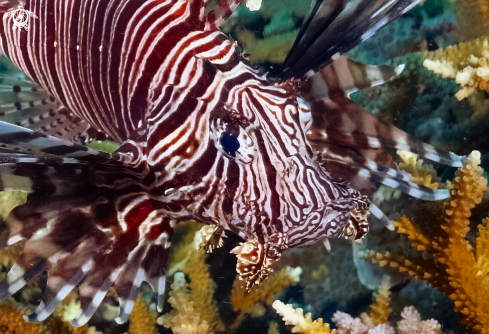 A Pterois Volitans | Lion Fish