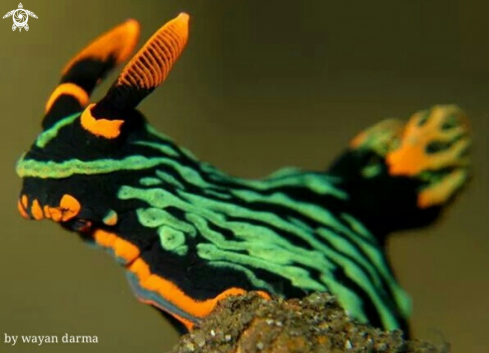 A rabbit nudi