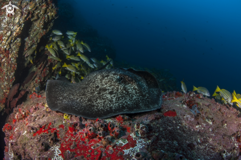 A Spotted sting ray