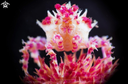 A  Hoplophrys Oatesi | Candy Crab