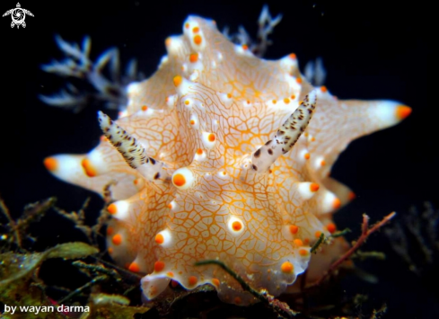 A nudibranch 