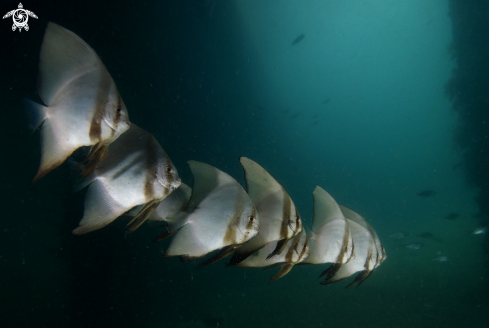 A Junior Round Batfish