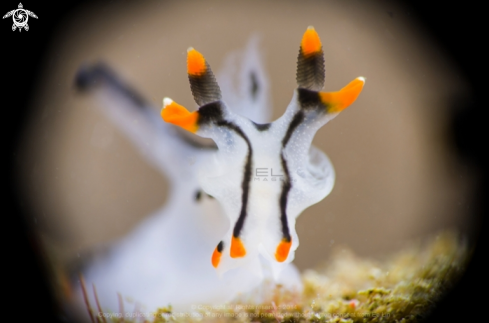 A Nudibranch