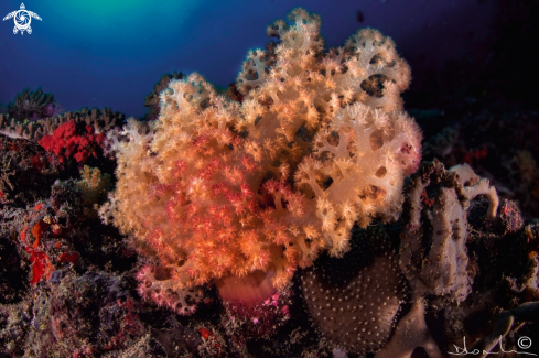 A soft coral