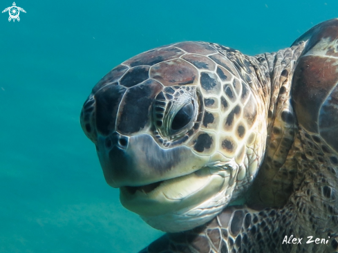 A Green Turtle