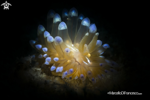 A Nudibranch