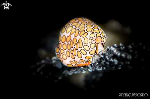 A Cyphoma gibbosum | Flamingo tongue