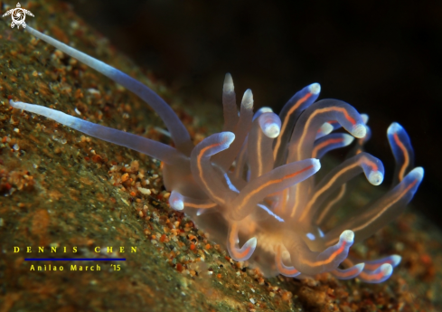 A Nudi