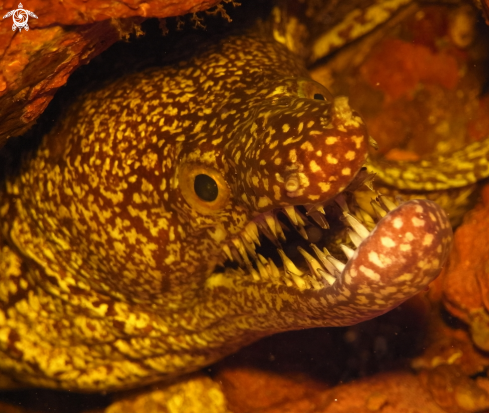 A Mosaic Moray Eel.