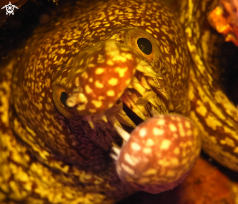 A Mosaic Moray Eel.