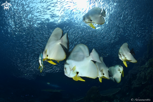 A Batfish and anchovies