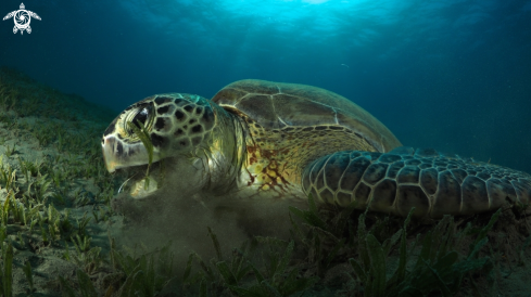 A Green Turtle