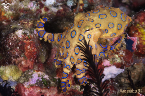 A Blue ring octopus