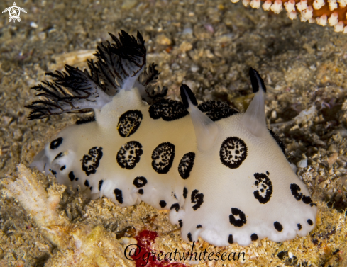 A Jorunna Funebris | Dotted Nudibranch