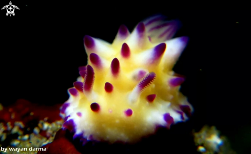 A nudibranch 