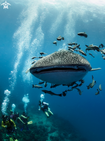 A Whale Shark