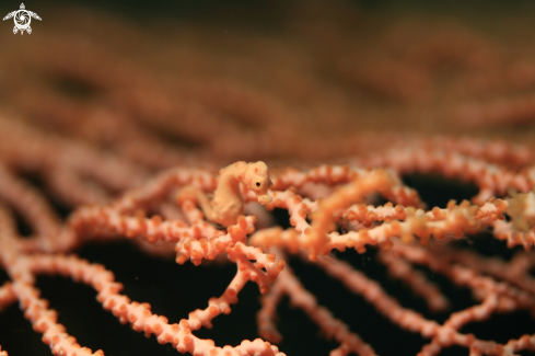 A Hippocampus denise | Pigmy Sea Horse Denise