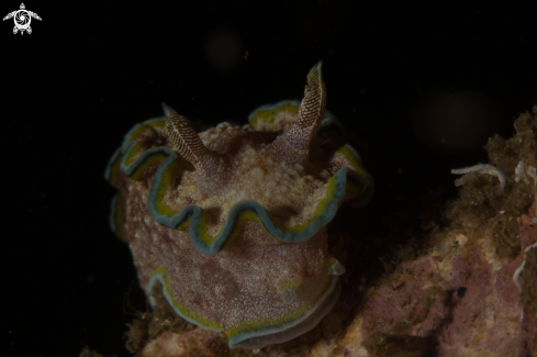 A nudibranch