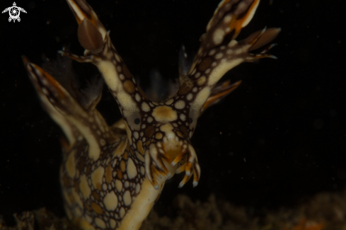 A nudibranch