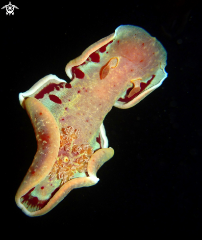 A Hexabranchus sanguineus