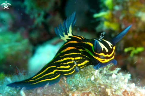 A Nudibranch