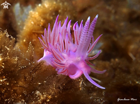 A Flabellina