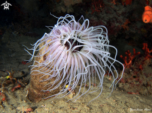 A Cerianthus membranaceus | Cerianto