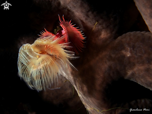 A Protula tubularia and Serpula vermicularis | Protula and serpula