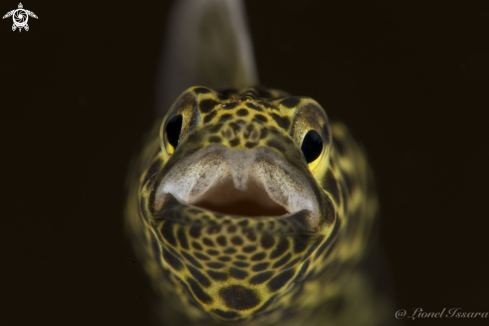 A Garden Eel 