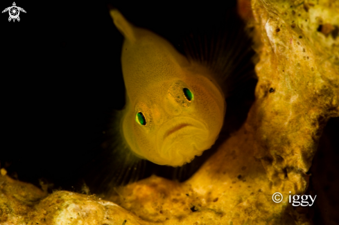 A yellow goby