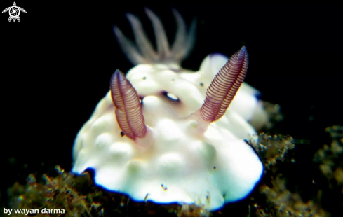 A nudibranch 