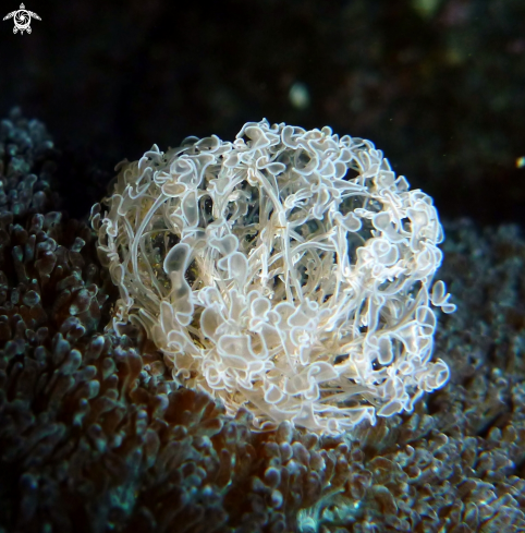 A Coral