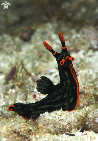 A Nembrotha kubaryana | Nudibranch