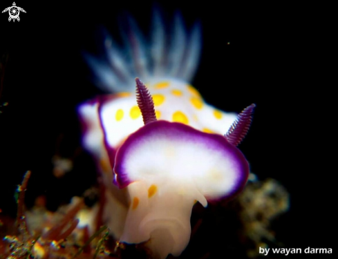 A nudibranch 