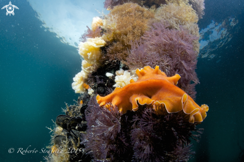 A Yangia aurantiaca | Platelminta