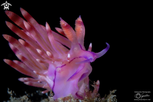 A Flabellina rubrolineata | Redline Flabellina