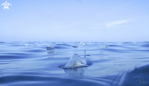 A Velella