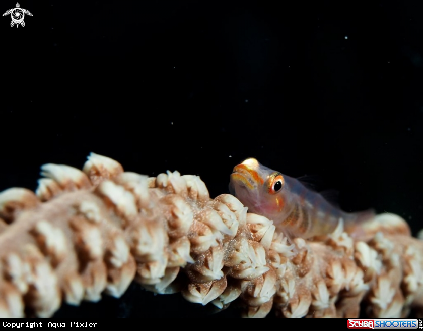 A Whip Coral Dwarf Goby