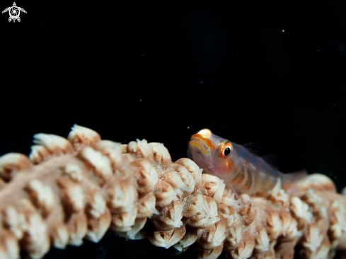 A Whip Coral Dwarf Goby