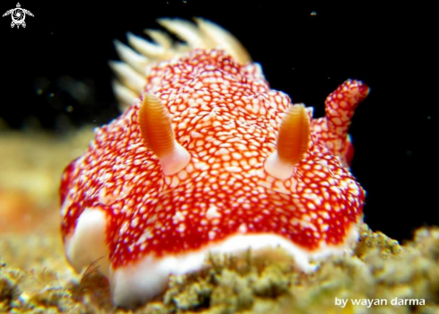 A nudibranch 